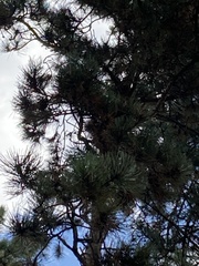 Pinus nigra