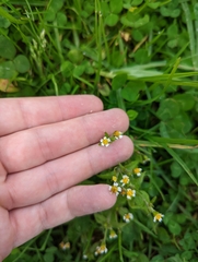 Galinsoga parviflora