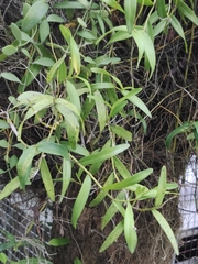 Dendrobium crumenatum