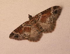Xanthorhoe ferrugata