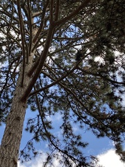 Pinus nigra