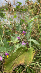 Solanum dulcamara