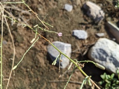 Stephanomeria