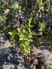 Syzygium guineense