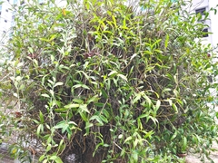 Dendrobium crumenatum