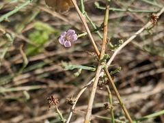 Stephanomeria
