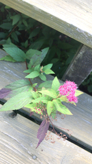 Spiraea japonica