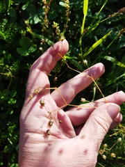 Spergula