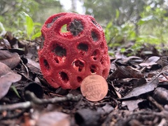 Clathrus crispus