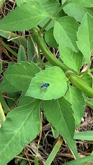 Condylostylus mundus