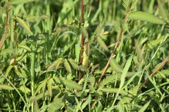 Aeschynomene americana