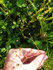 Spergula