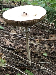 Macrolepiota