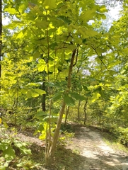 Magnolia macrophylla
