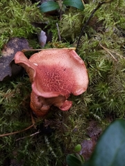 Cortinarius bolaris