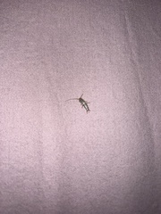 Lepismatidae