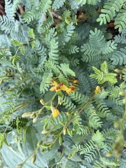 Hoffmannseggia glauca