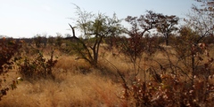 Colophospermum mopane image