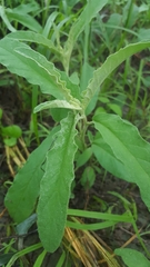 Solanum elaeagnifolium