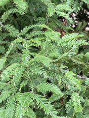 Sequoia sempervirens