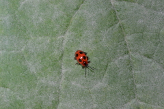 Endomychus coccineus