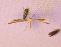 Gillmeria pallidactyla