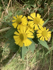 Helenium