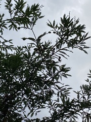 Sequoia sempervirens