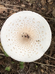 Macrolepiota