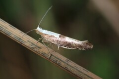 Argyresthia spinosella