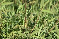 Aeschynomene americana