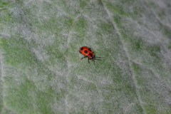 Endomychus coccineus