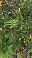 Comptonia peregrina