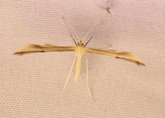 Gillmeria pallidactyla