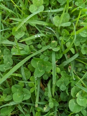 Trifolium repens