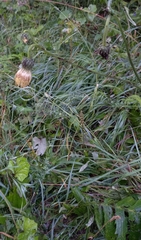 Cirsium erisithales