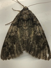 Catocala ilia