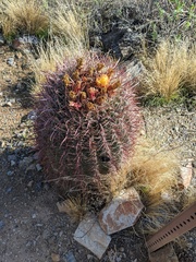 Ferocactus cylindraceus