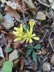 Cichorieae
