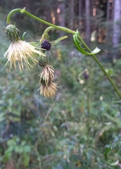 Cirsium erisithales