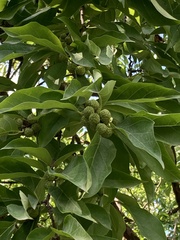 Maclura tricuspidata
