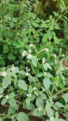 Heliotropium europaeum