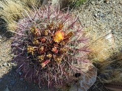Ferocactus cylindraceus
