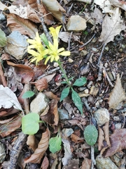Cichorieae