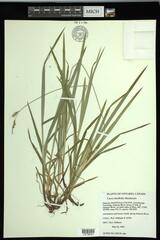 Carex hirtifolia