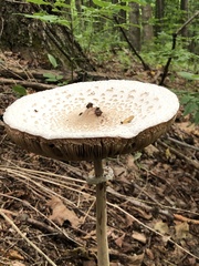 Macrolepiota