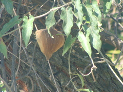 Gonolobus grandiflorus