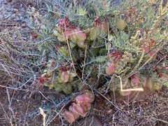 Lessertia frutescens