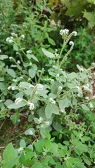 Heliotropium europaeum