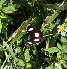 Hypolimnas misippus